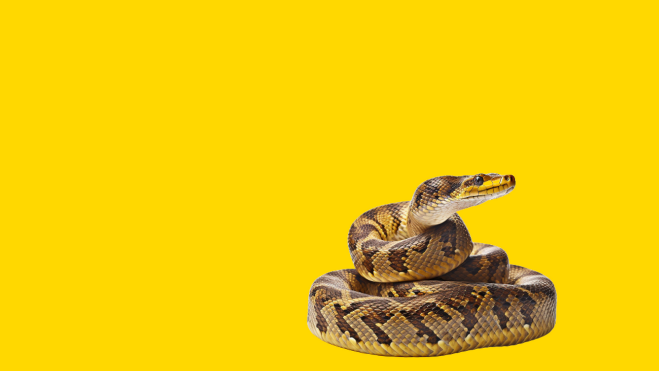 Pawzzles for Reptiles - Good for Feeding