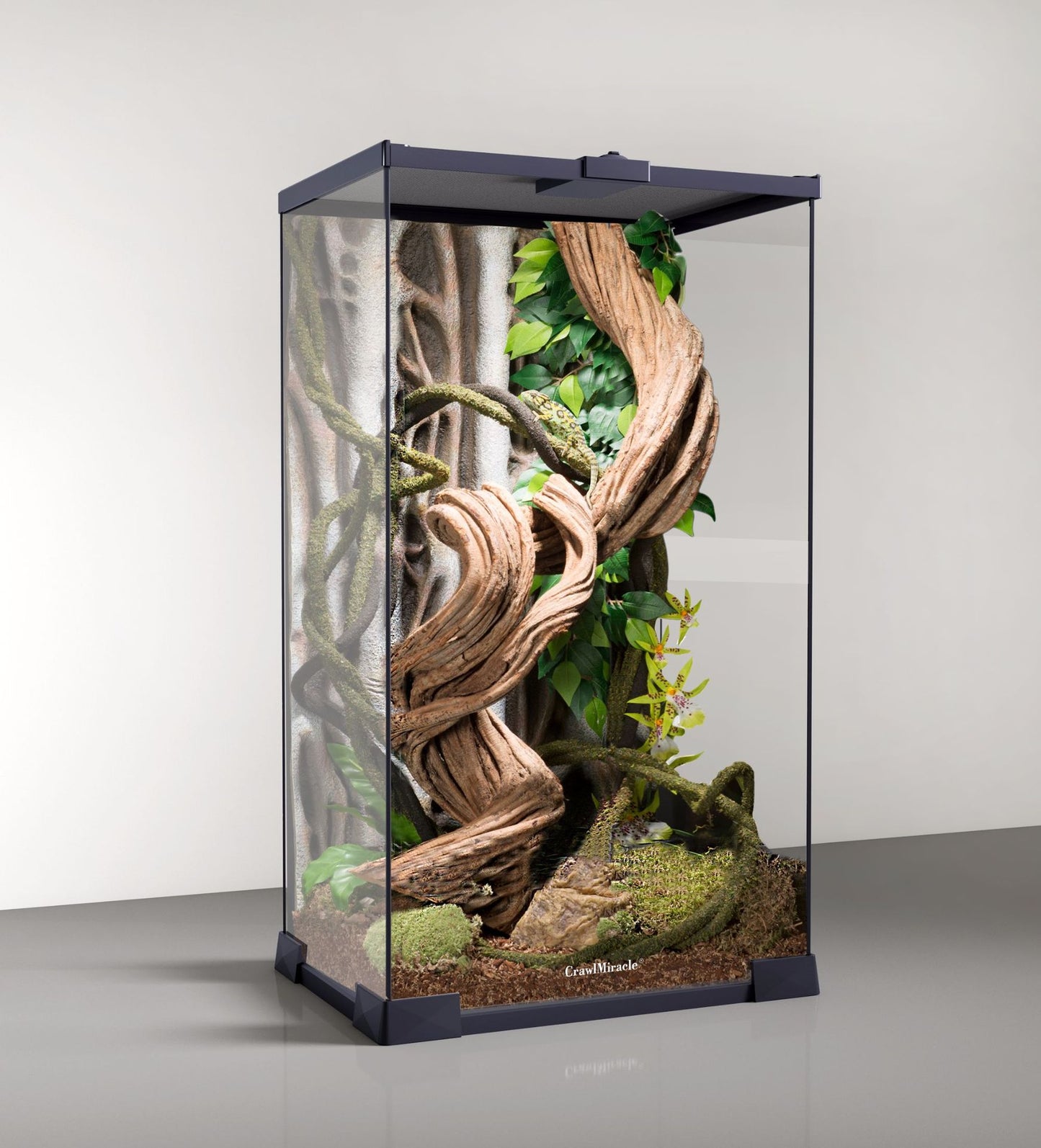 Vigne Grimpante en Bois pour Reptiles