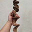 Vigne Grimpante en Bois pour Reptiles