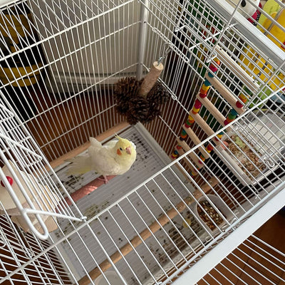 Tannenzapfen-Hängespielzeug für Vögel