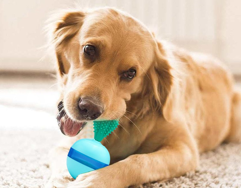 Kaktus-Futterausgabe-Kippspielzeug für Hunde
