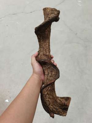 Vigne Grimpante en Bois pour Reptiles