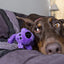 Jouet Chien Souriant en Peluche pour Chien