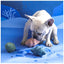 Rubber Conch Food Puzzle Toy for Dogs
