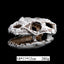 Resin Dinosaur Skull for Reptiles and Fish