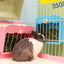 Dual-Use Feeder for Rabbits