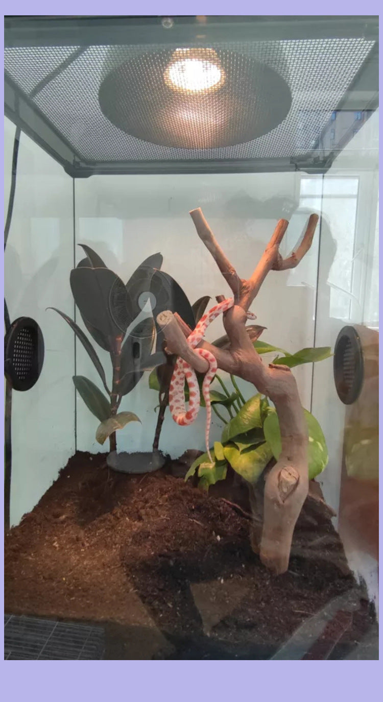 Grape Vine for Reptiles