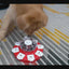 Gamelle à 8 Compartiments pour Chien