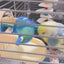 Mangeoire et Miroir pour Oiseau