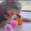 Spring Catnip Ball Toy for Cats